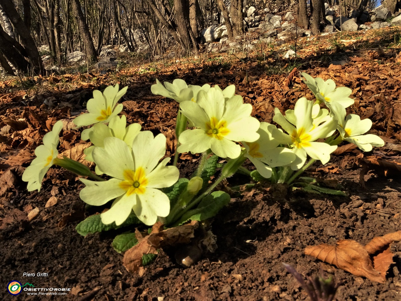 09 Primule in fiore sul sent. 571 di salita da Roncola al Linzone.JPG